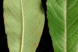 Salix ×dichroa. Lower (left) and upper leaf surfaces.
 Image: D. Glenny © Landcare Research 2020 CC BY 4.0